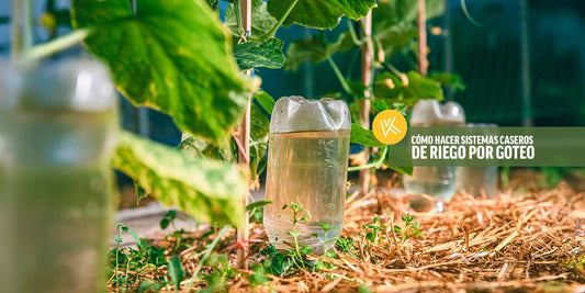 Conoce los mejores sistemas caseros de riego por goteo